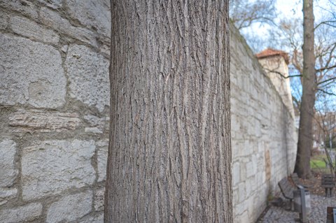 28mm Beispiel Detail Baum